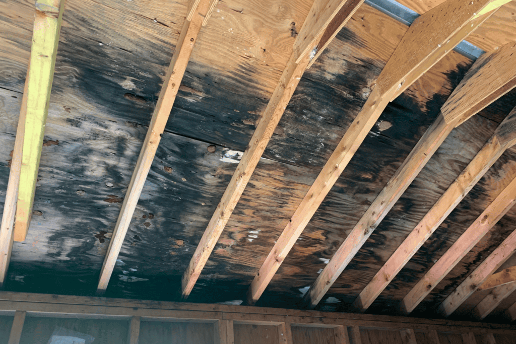 Damaged ceiling showing need for mold remediation services.