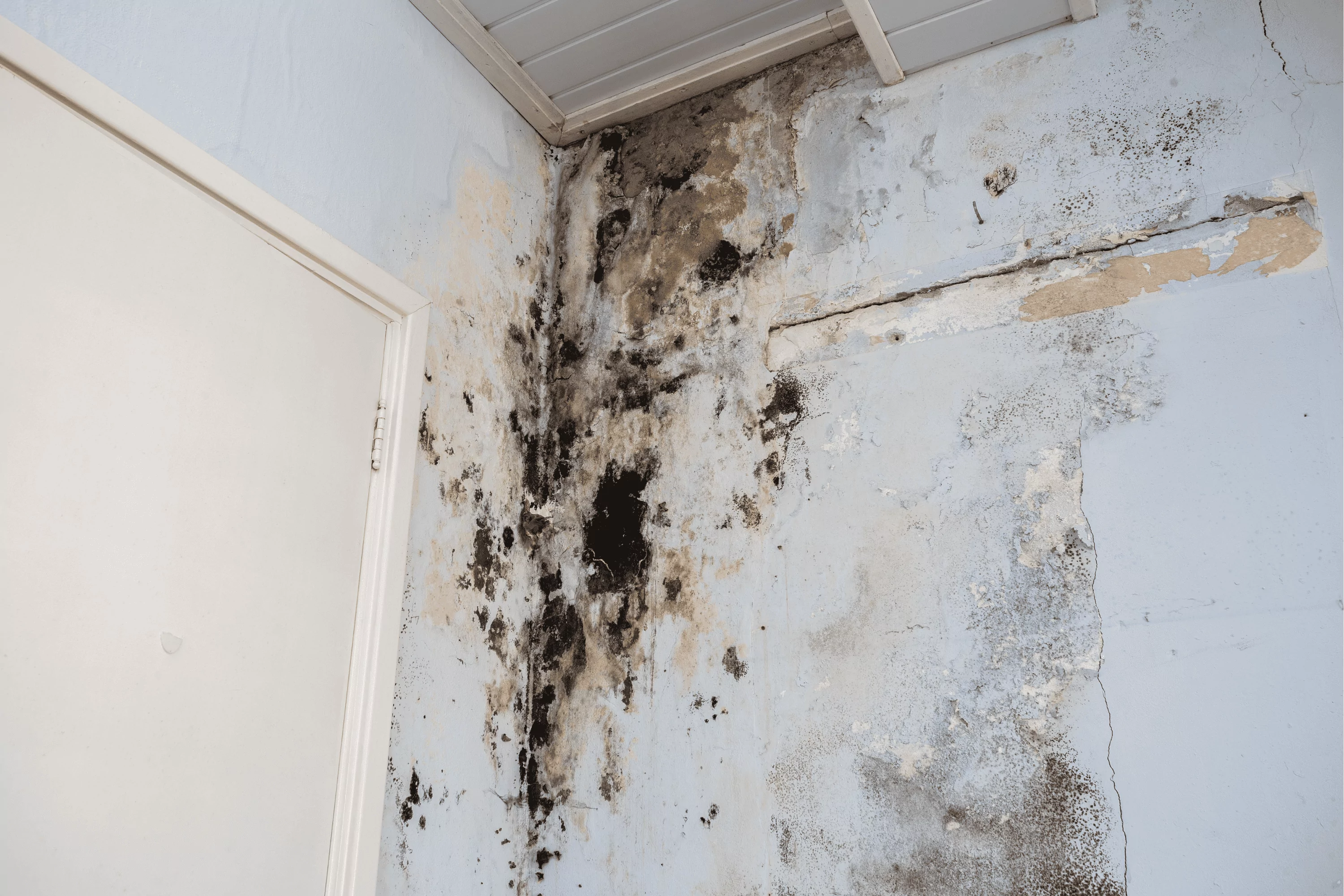 Wall showing severe mold remediation needed in a Lafayette home.