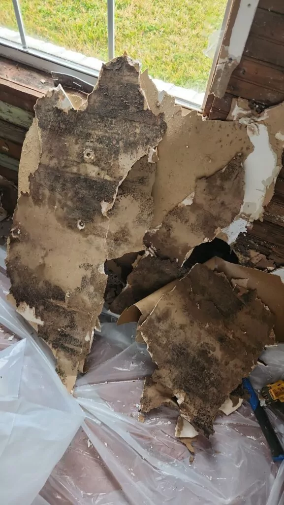 Microbial growth discovered on backside of sheetrock during professional mold remediation